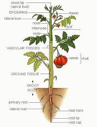 گیاه پزشکی