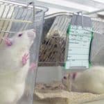 منع استفاده از حیوانات زنده