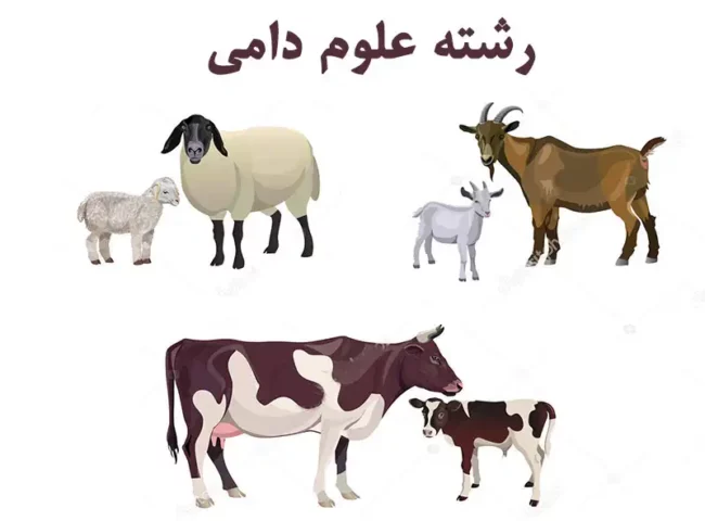 cow-and-sheep علوم دامی