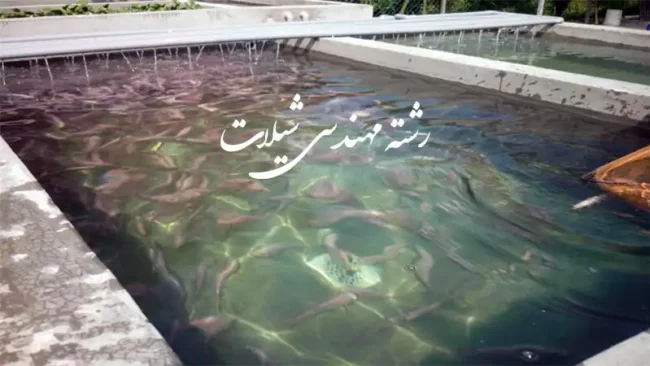 shilat انتخاب رشته مهندسی شیلات