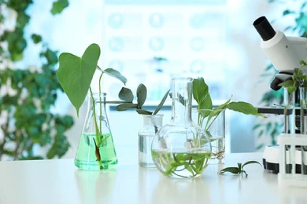 تدوین «نقشه راه جامع مشترک غذا و گیاهان دارویی» در دستور کار دو ستاد معاونت علمی