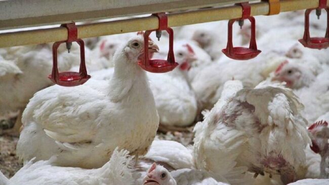 ساخت جایگزین طبیعی آنتیبیوتیک برای مرغداریها