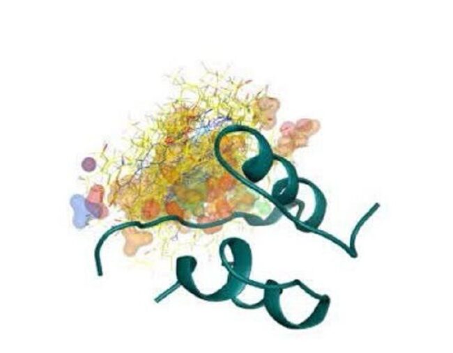 محافظت از لوزالمعده در برابر دیابت: پیوند شگفتانگیز آهن و انسولین
