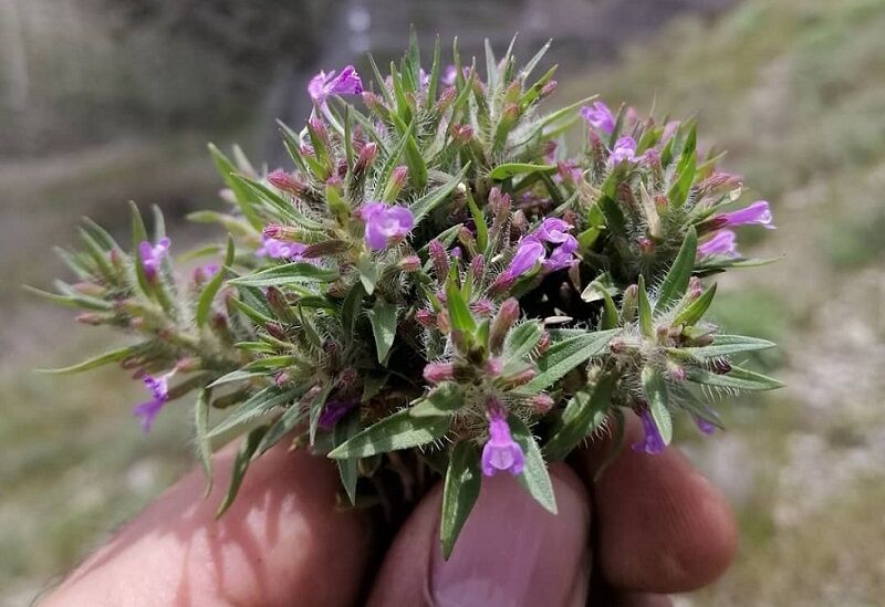 بررسی اثر اسانس کاکوتی برای ماندگاری فیله مرغ