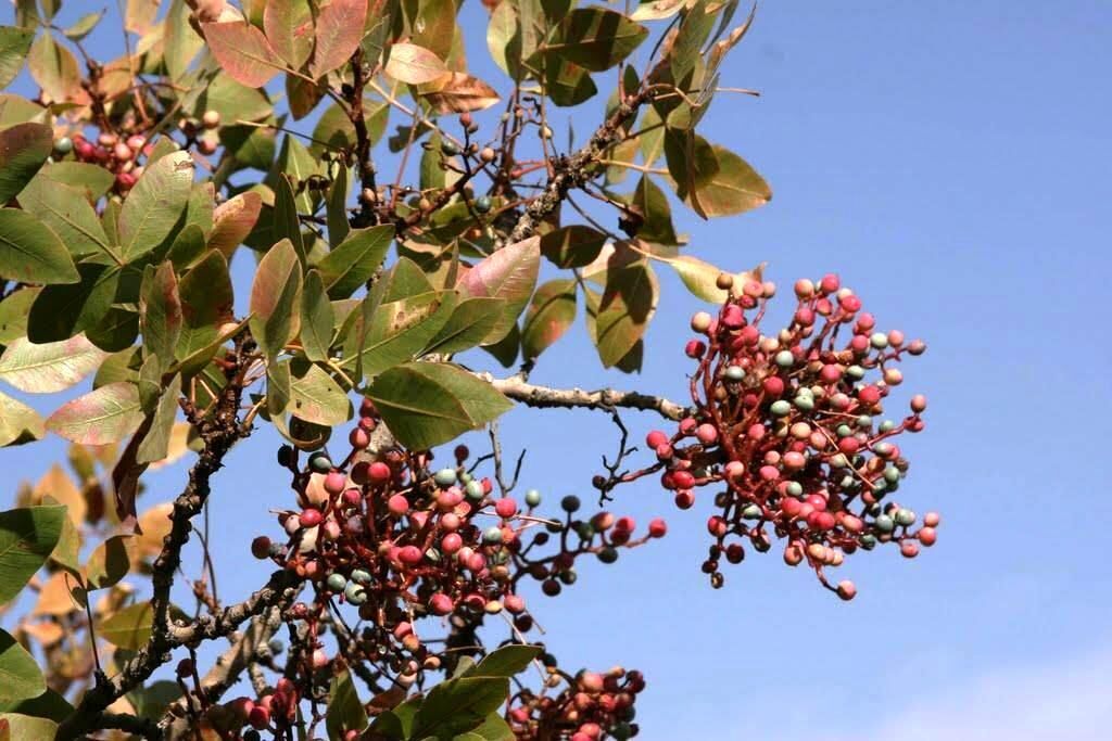 دستاورد علمی پژوهشگر بوشهری در صنایع غذایی، ثبت شد