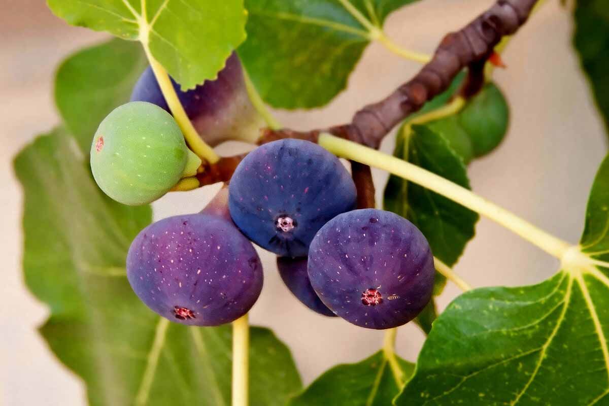 بررسی عوامل آسیبرسان به انجیر