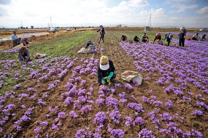 لزوم توسعه فناوریهای نوین برای مقابله با تقلب و ارتقاء جایگاه جهانی زعفران ایرانی